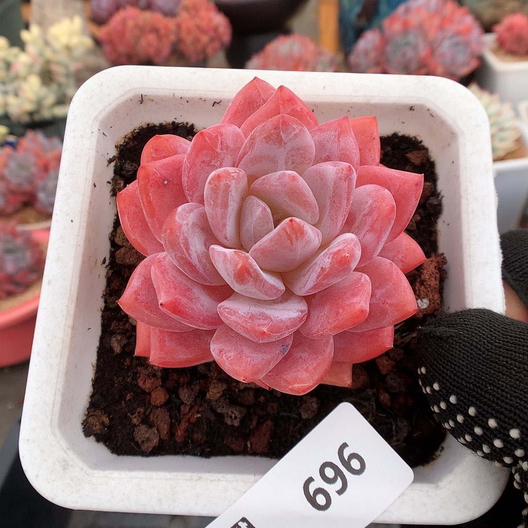 696雪天使多肉植物666