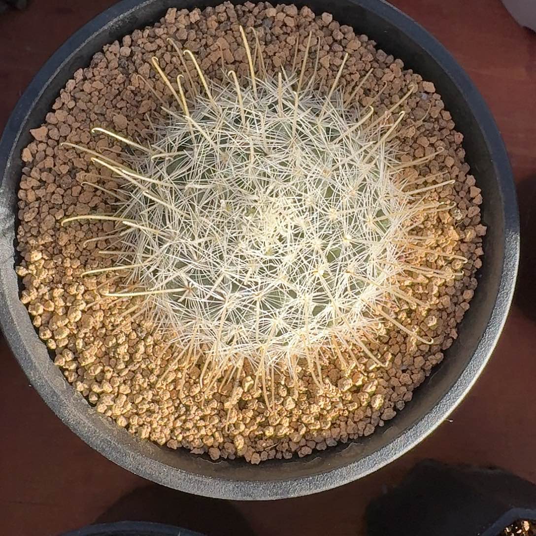 阳炎仙人球223456