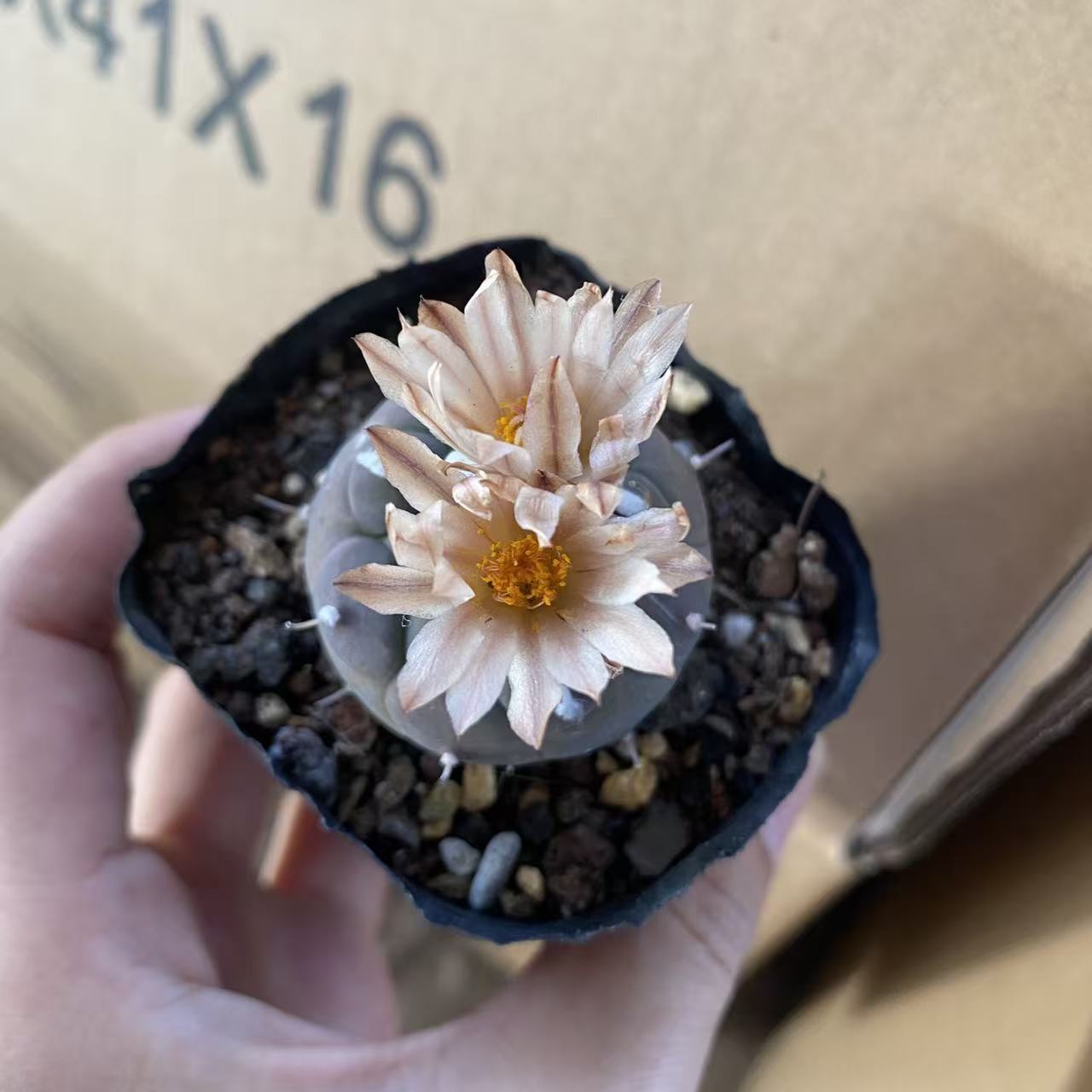 实生娇丽东云3cm左右     仙人球漳州基地直发 新手好养