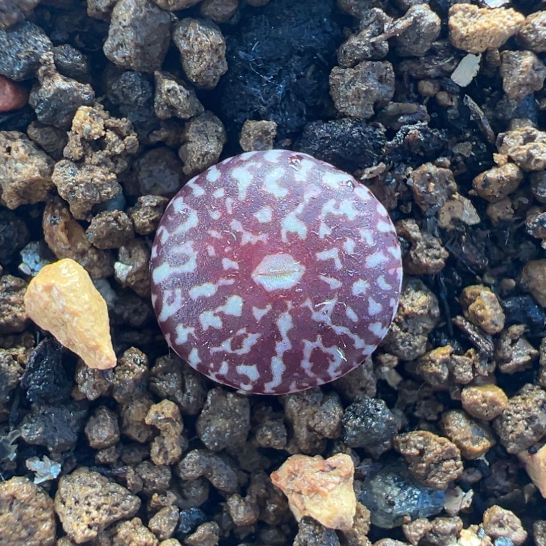 052多肉植物种类多样
