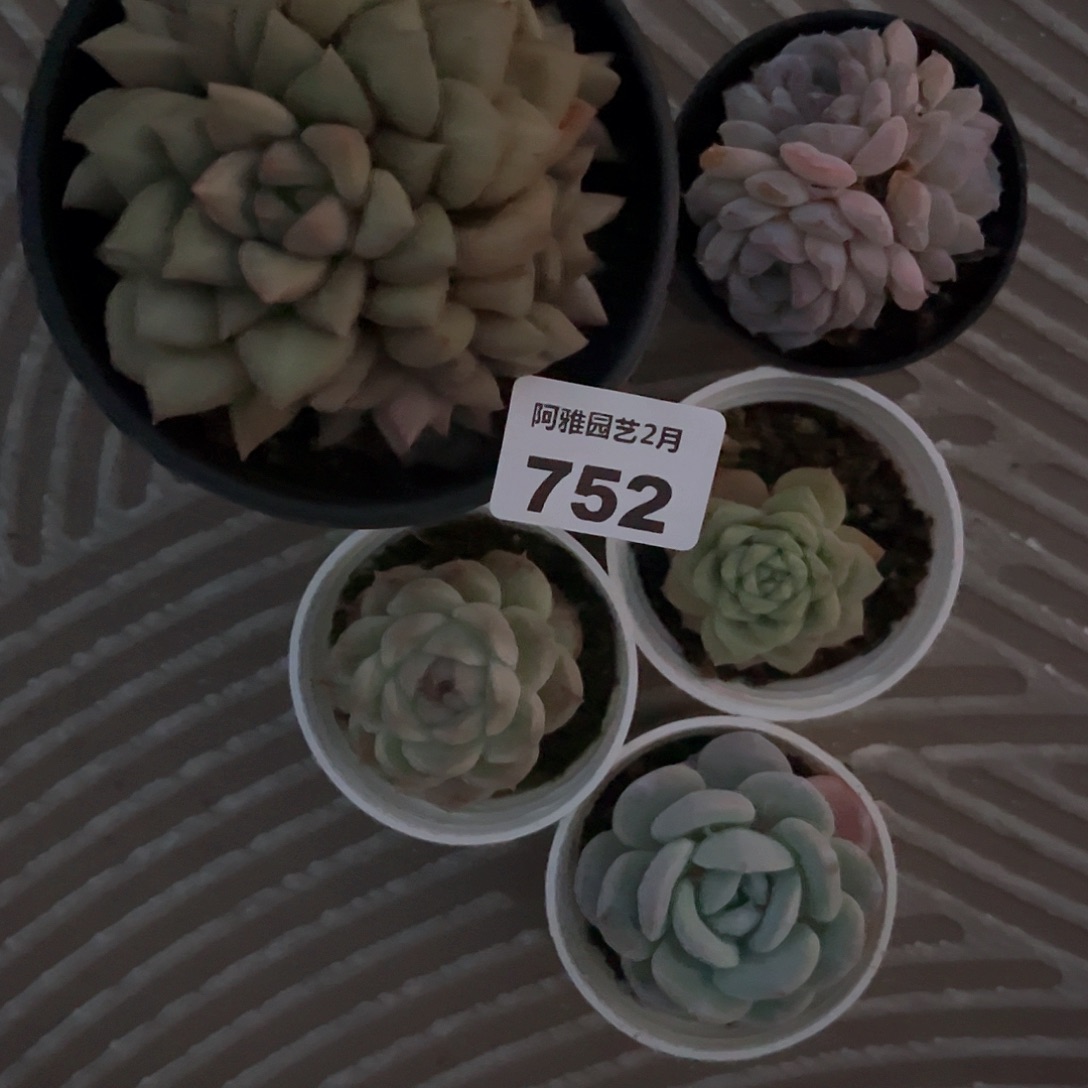 阿雅园艺。   752