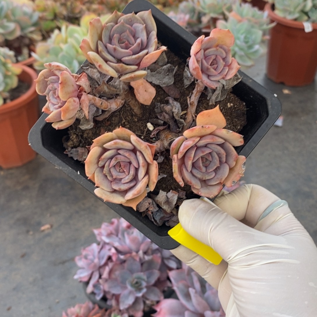 068红玫瑰一物一拍