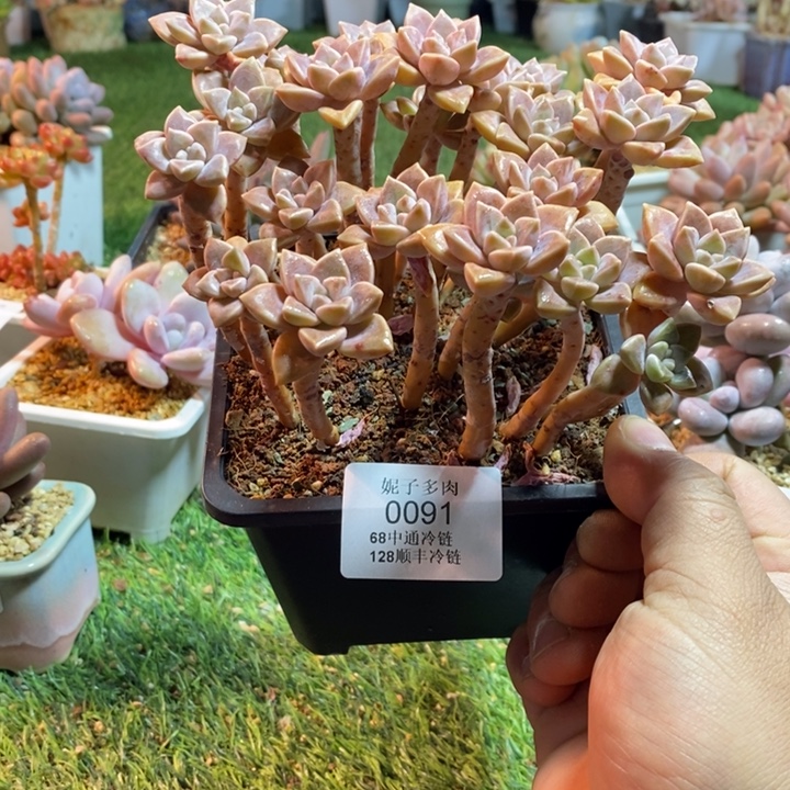 0091啊啊啊啊啊啊啊啊啊啊