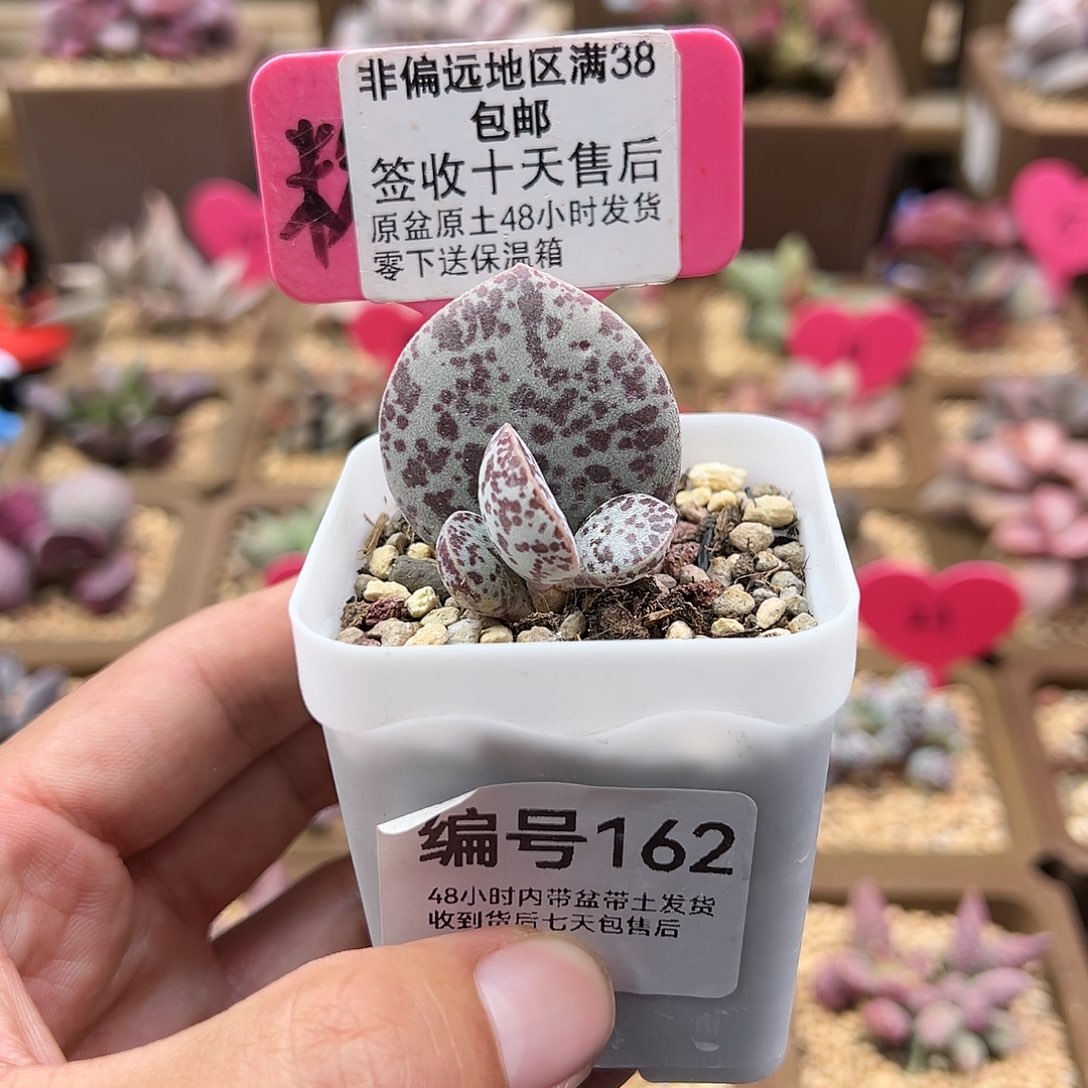 ?162巨型花蛋多肉植物