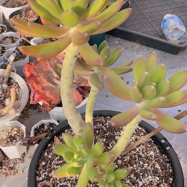 金蝉美人12156多肉植物