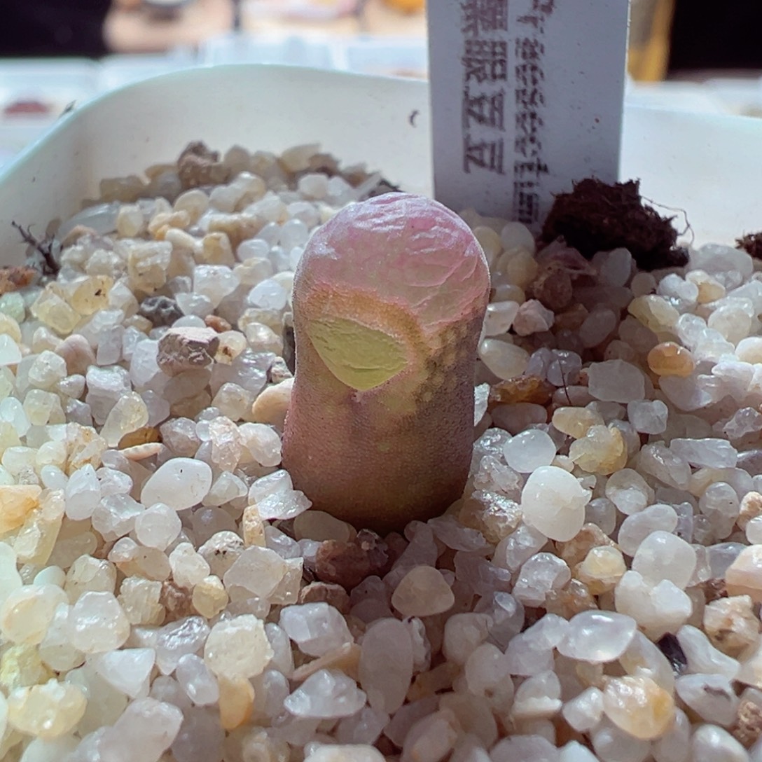 1231-522多肉多肉黑眼豆豆1802.1
