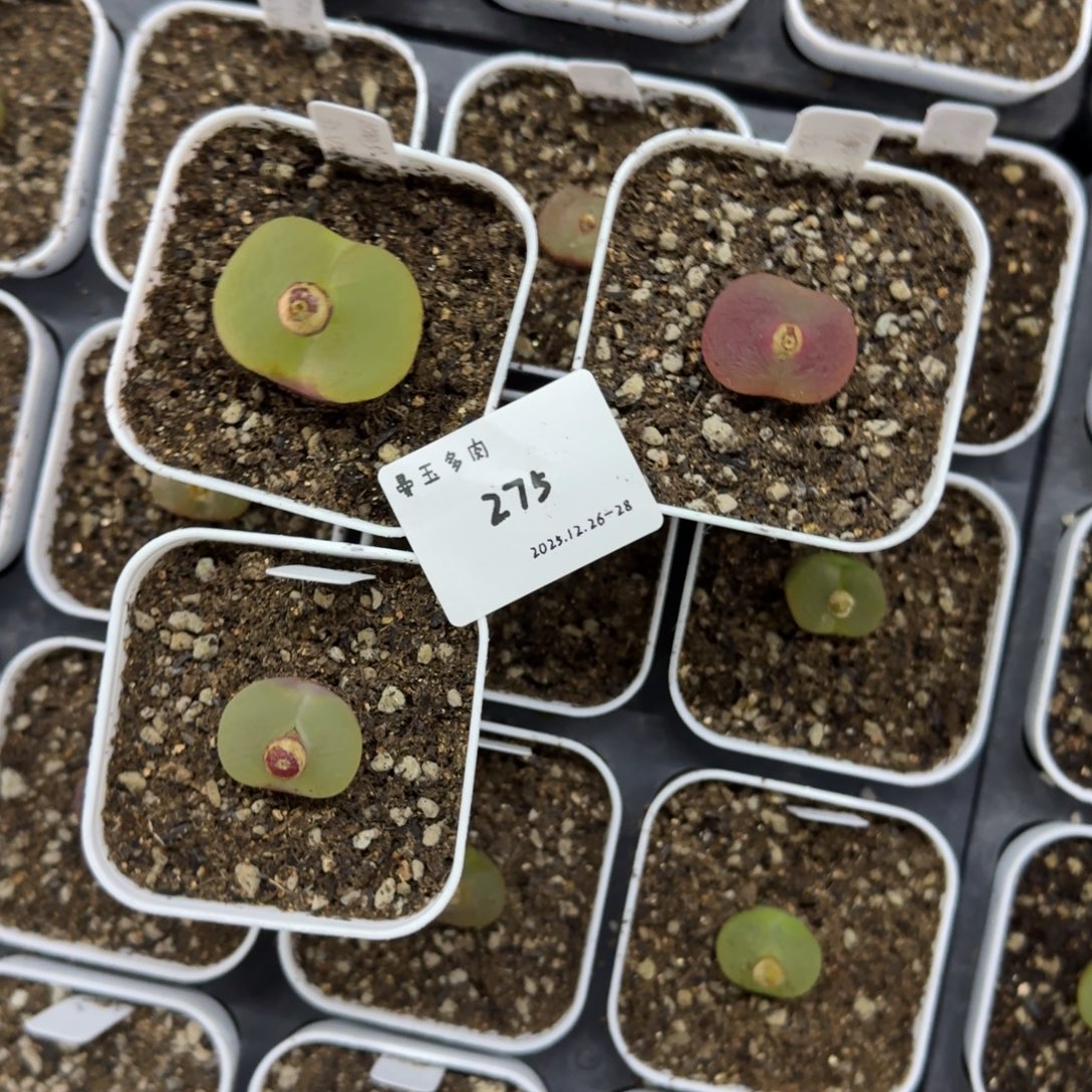 冉***啦多肉多肉多肉12-275