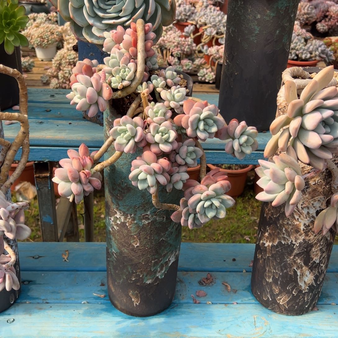 精品红洛神妖桩 裸根