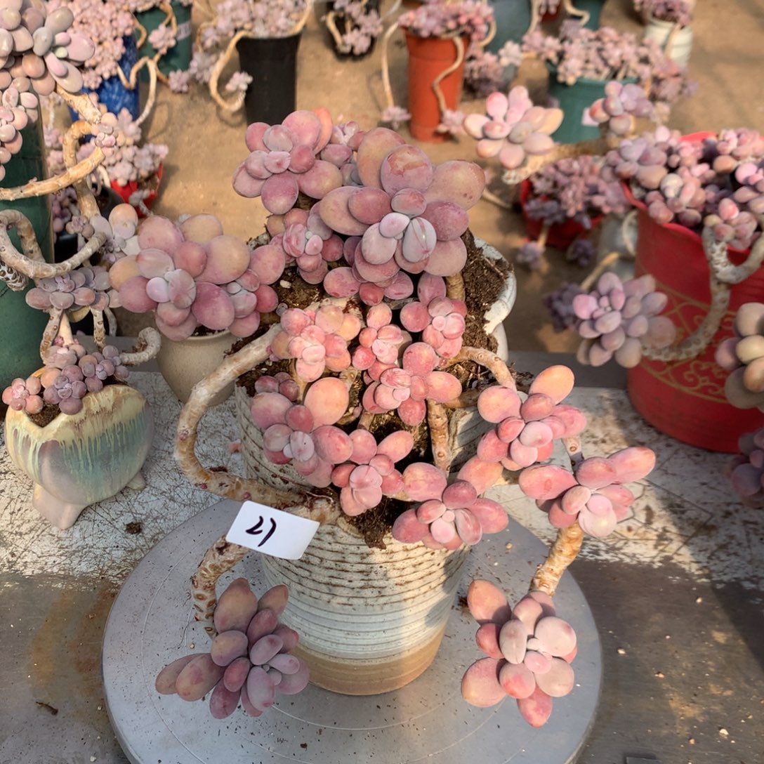 九***颜桃蛋老庄不带盆27号