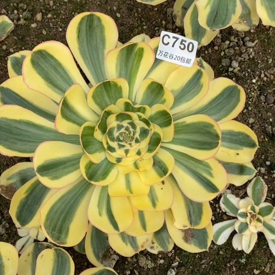 750王妃多肉植物