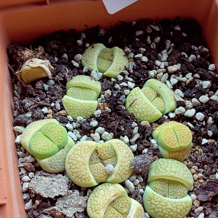 我是一只小小鸟地域鬼的134