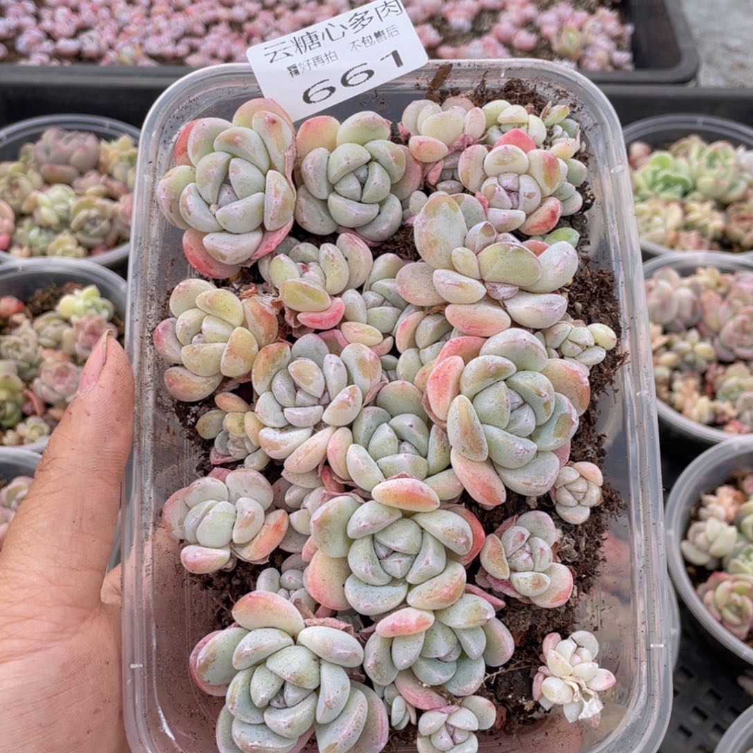 云糖心多肉植物661