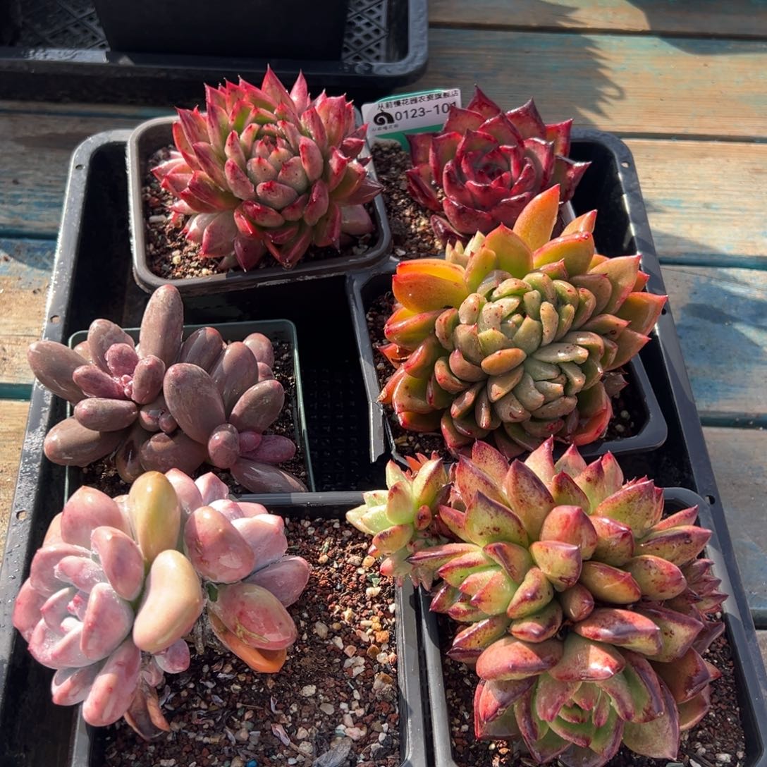 从前慢多肉精选编号0123.101