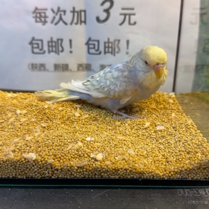 虎皮鹦鹉大头虎皮鹦鹉