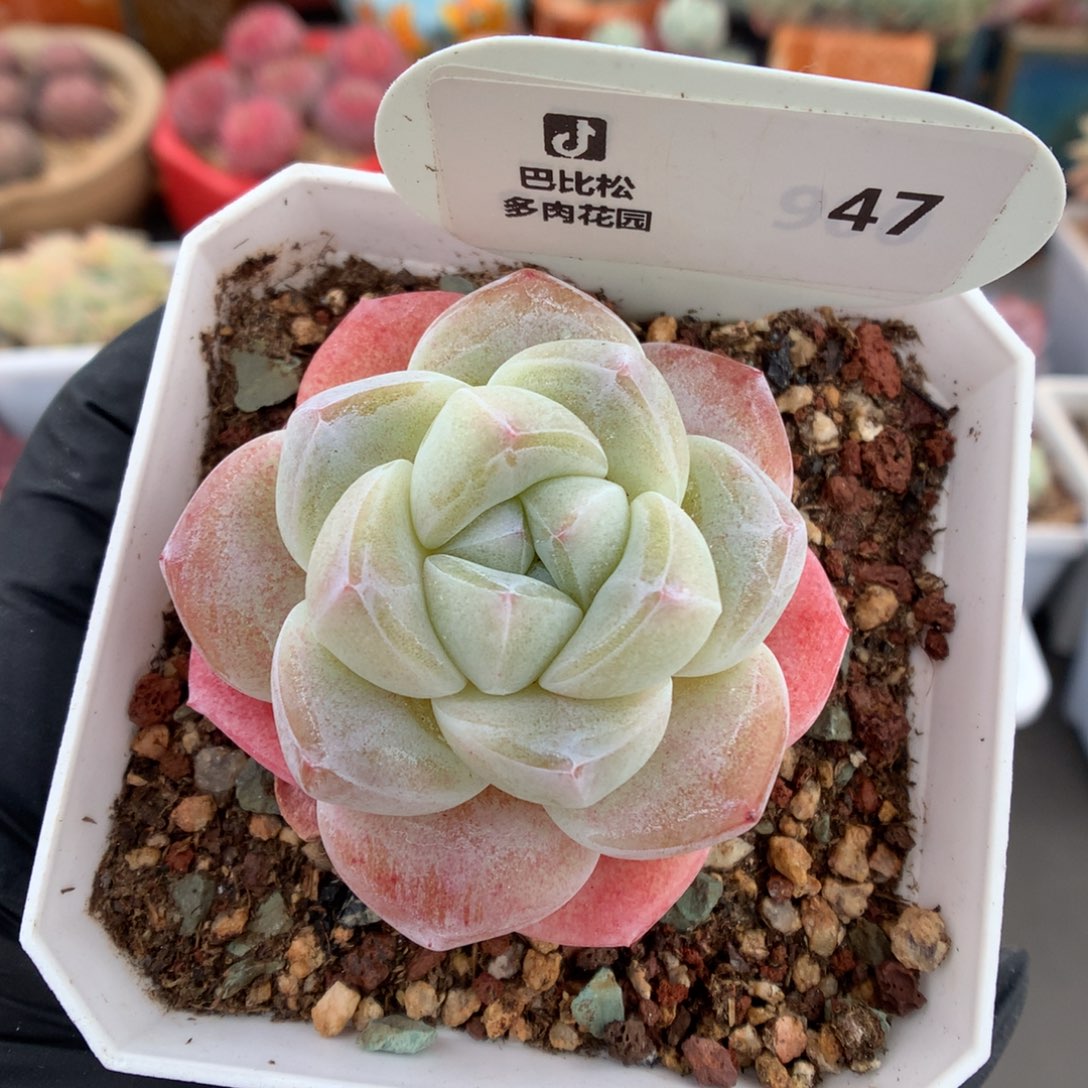 47 粉透冰玉多肉