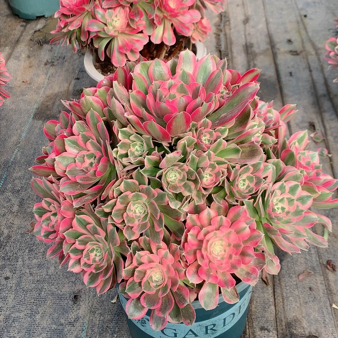 【闪购商品】鸟***1粉女郎，多肉