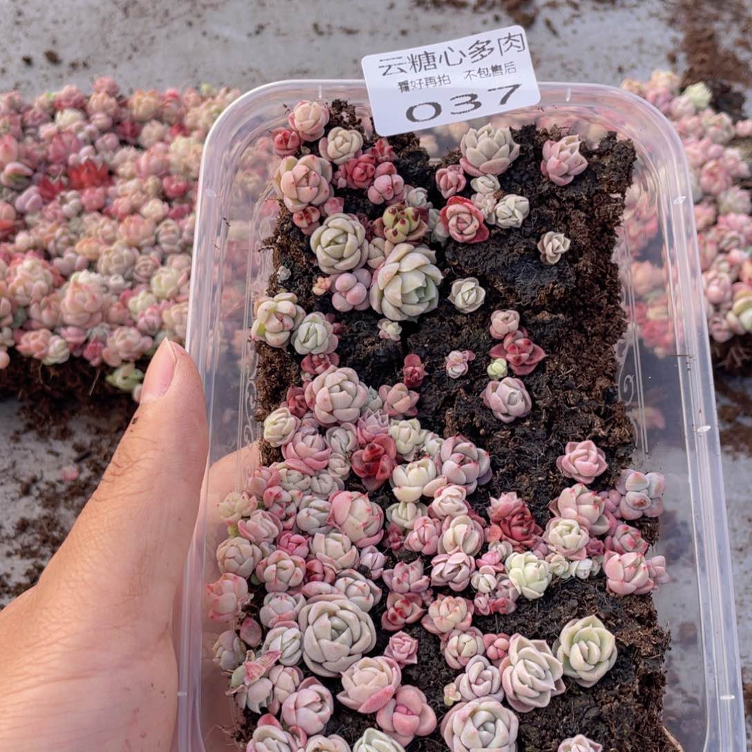 云糖心多肉植物37