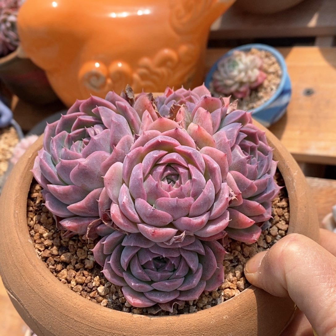 精品多肉一物一拍不包整040