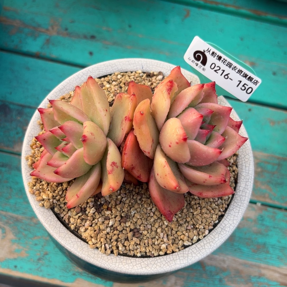 多肉一物一拍0216-150