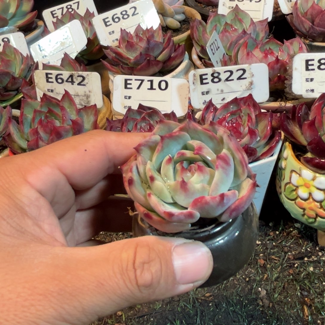 惊鸿一瞥多肉植物的