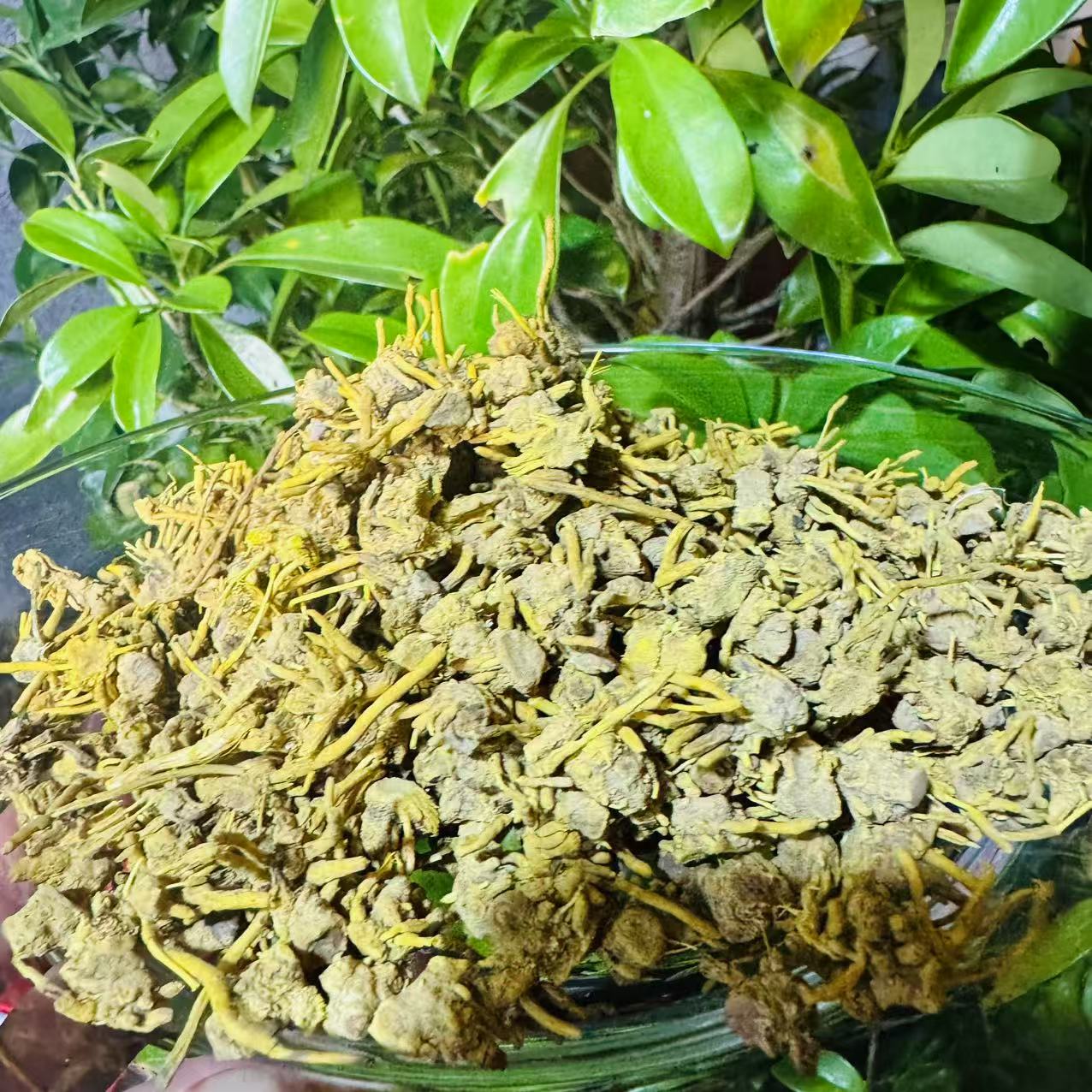 A【龙-须-石-斛】净含量：250g-1000g【阿忠现收现卖】粮