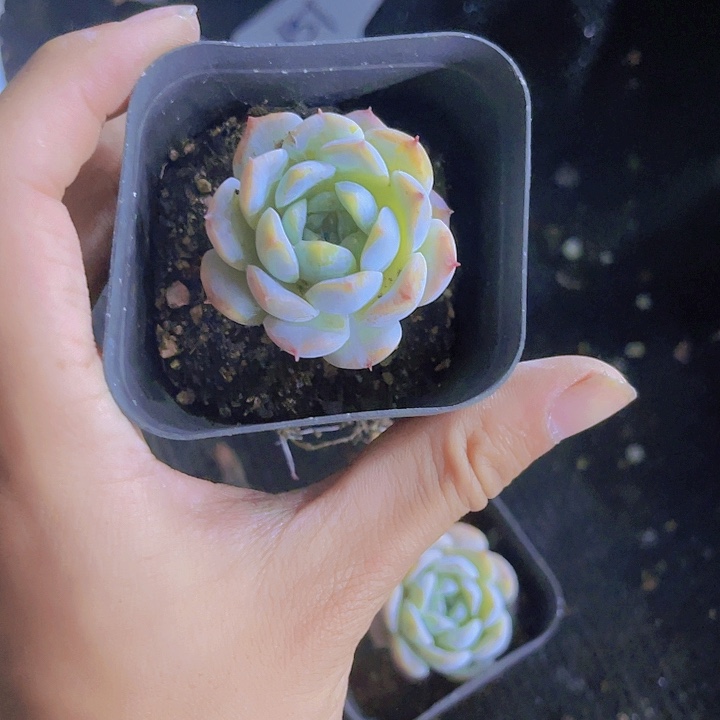 精品雪颜带盆土发