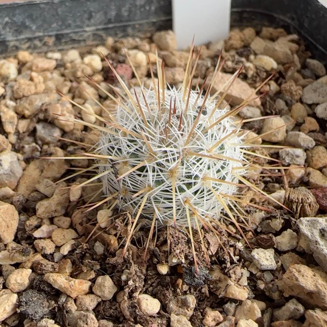 A162实生长刺乳突多肉