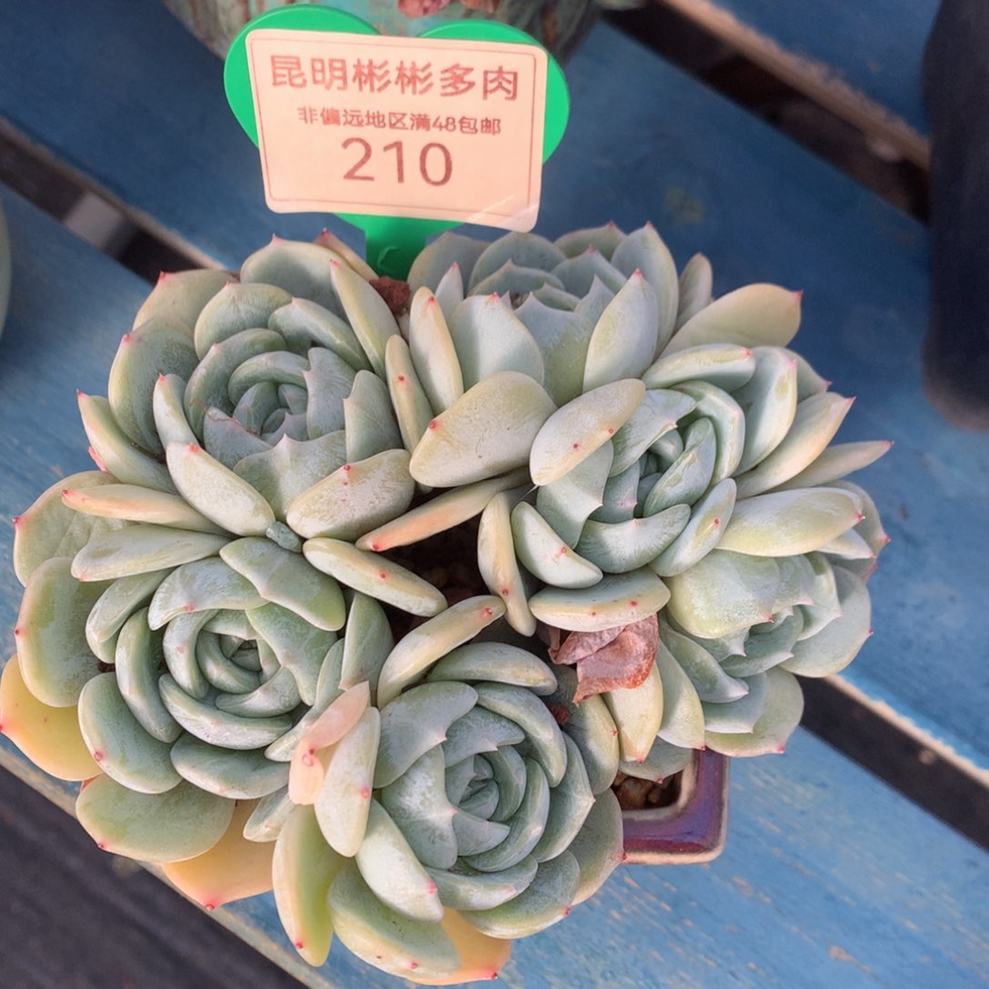 劳林朵朵缀无砍210