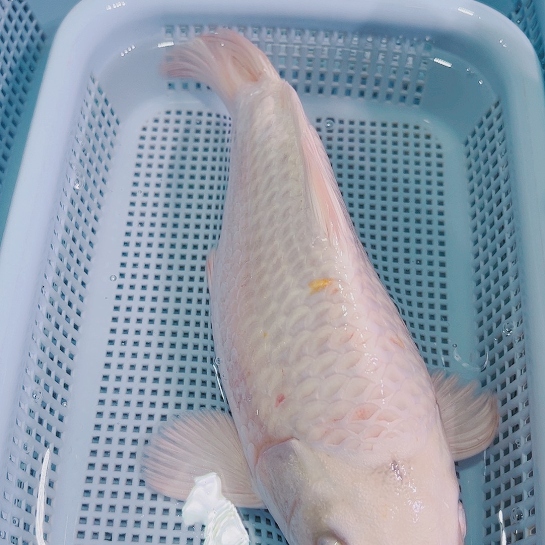 锦鲤锦鲤冷水观赏鱼146