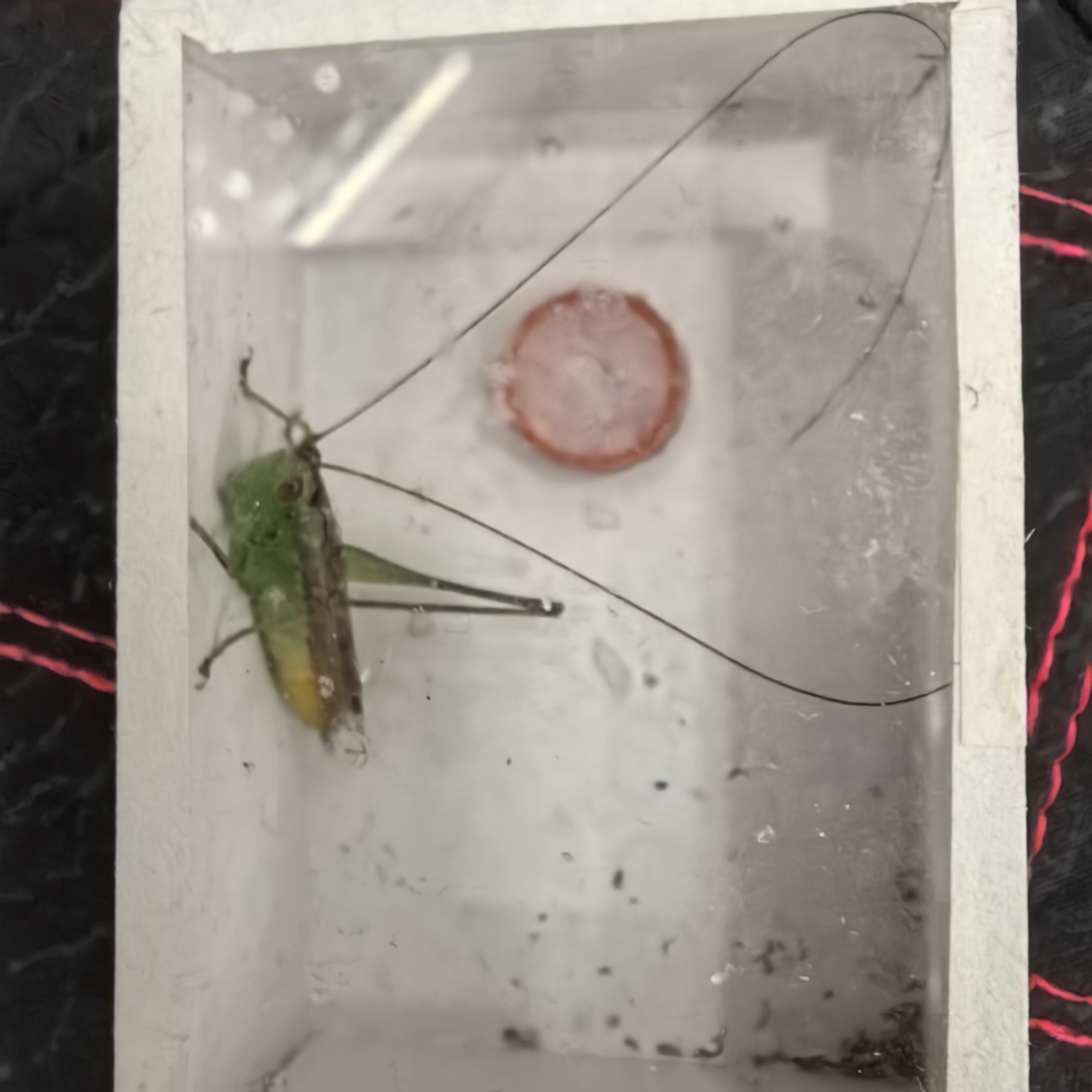 糖果彩螽长须漂亮