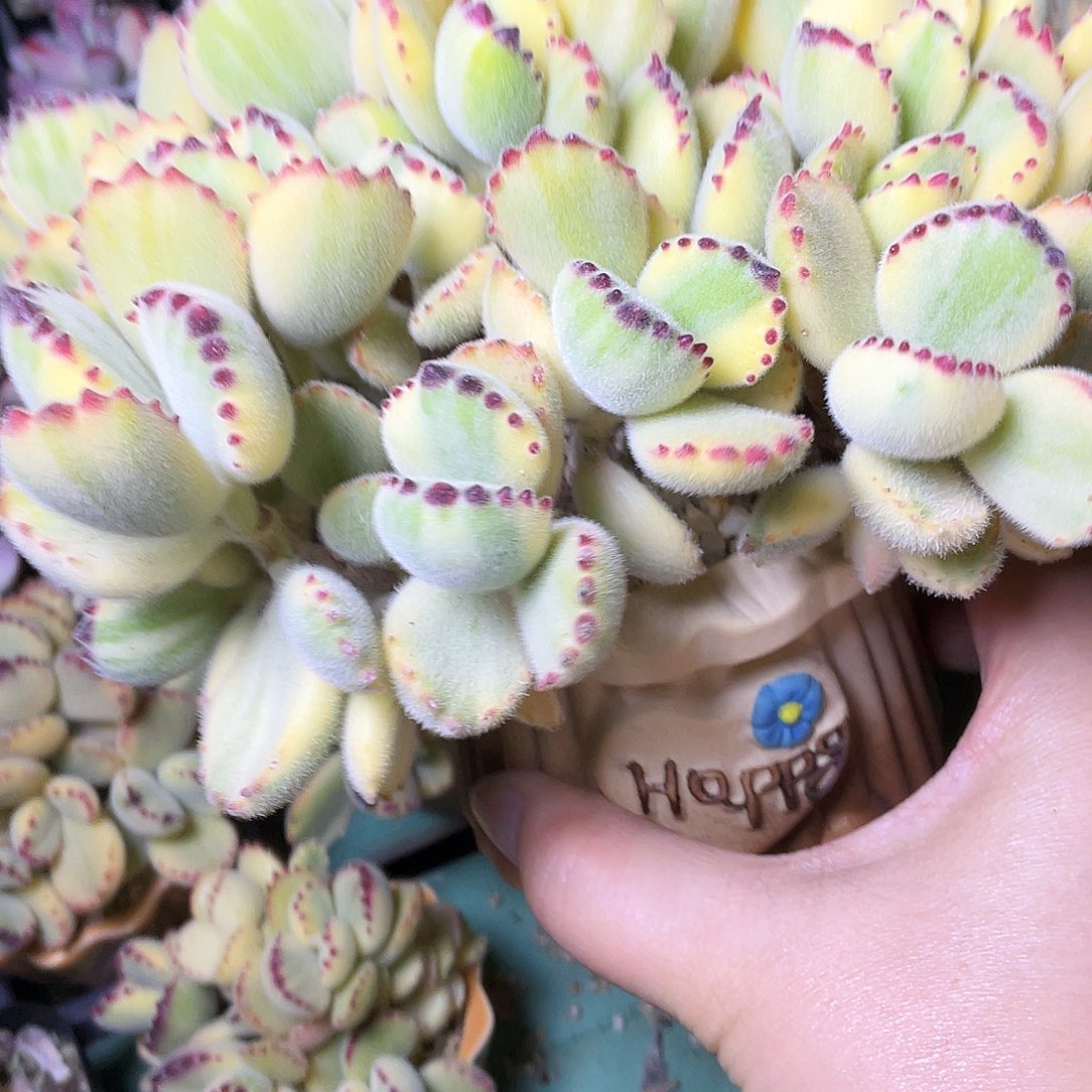 *****多肉植物的生长发育和生长