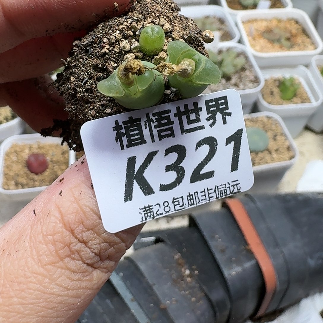 多肉植物的润泽fhh