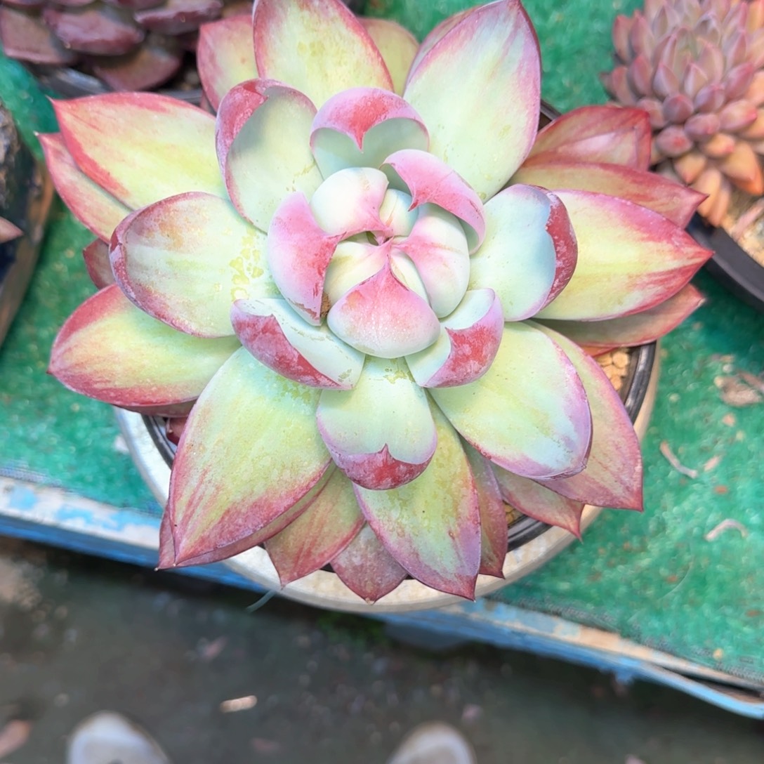 惊鸿仙子多肉植物