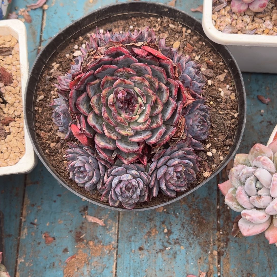 精品多肉老桩蓝色妖姬