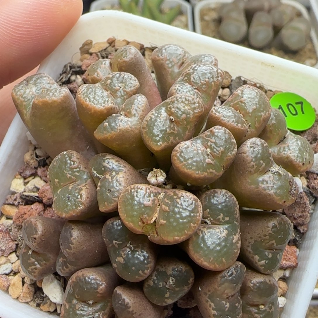 泡泡勋章大群生多肉107