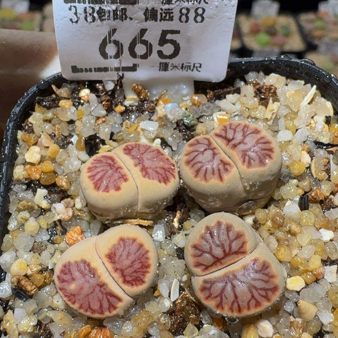 Ssss精品生石花665