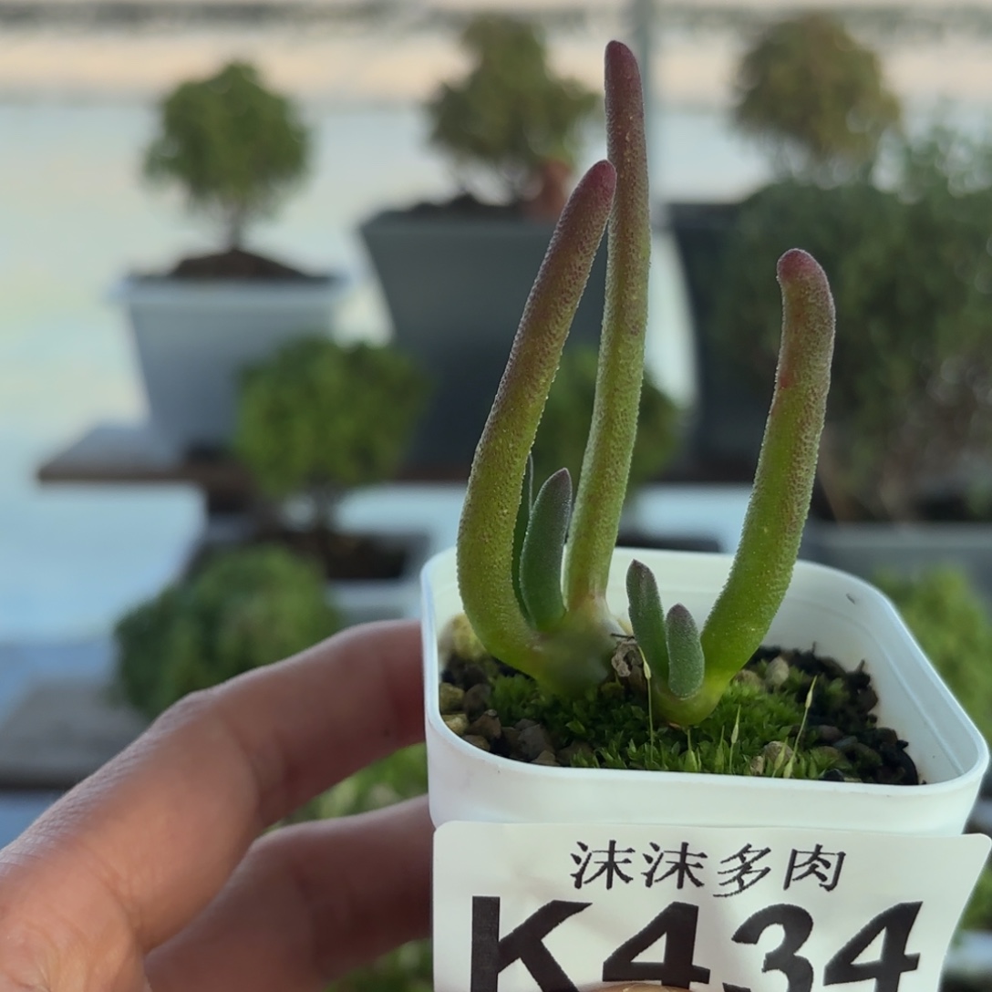 434碧员工环自己干兔子