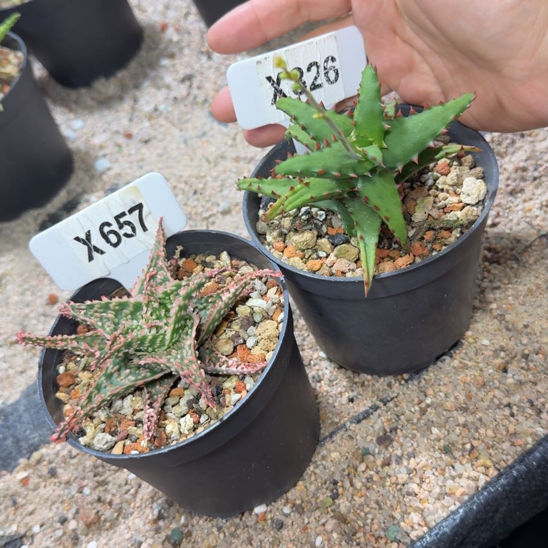 A**哥福利2颗如图芦荟脱土