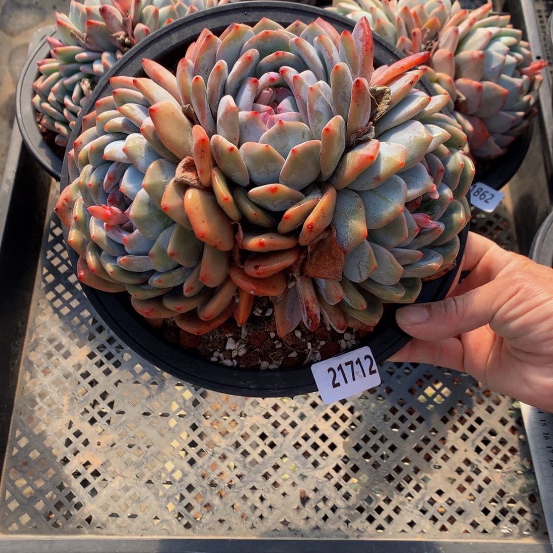 21712多头嗯嗯不错