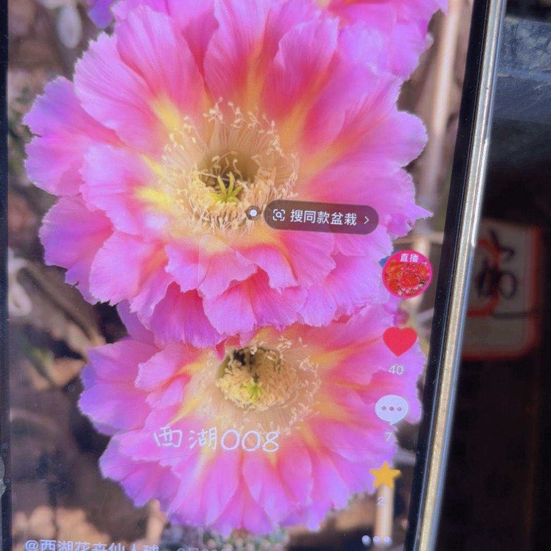 008彩侧牙20包邮仙人球12