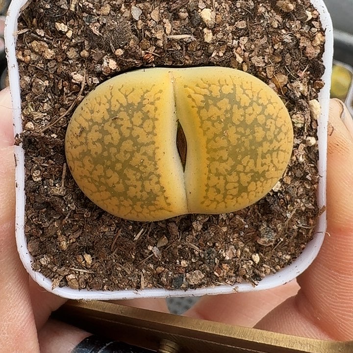 生石花1111。     253