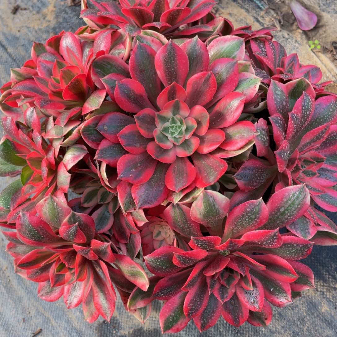 527红粉佳人精品法师老桩