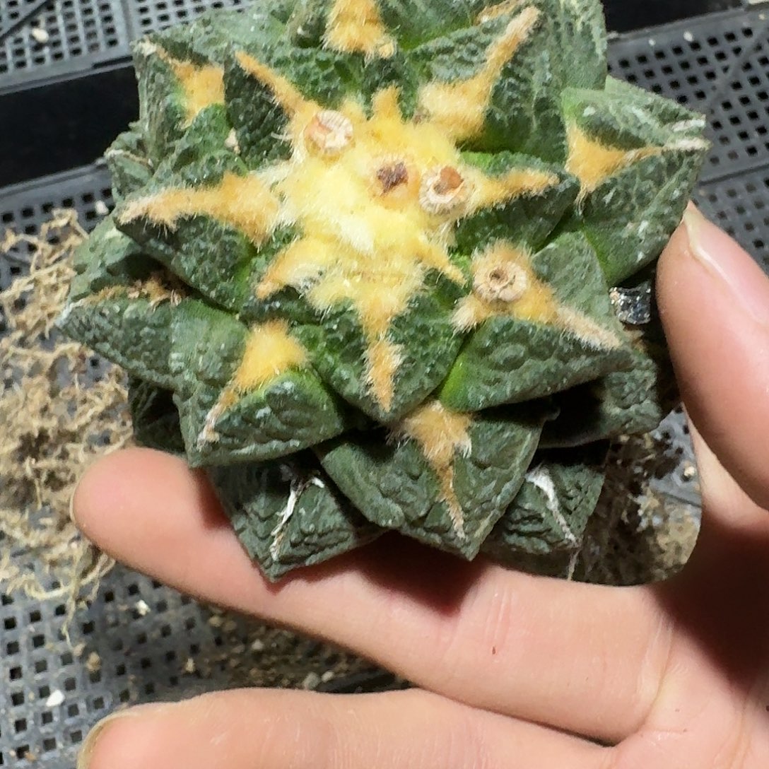 666号仙人球牡丹系列