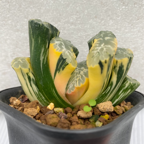 北斋玉扇十二卷多肉植物