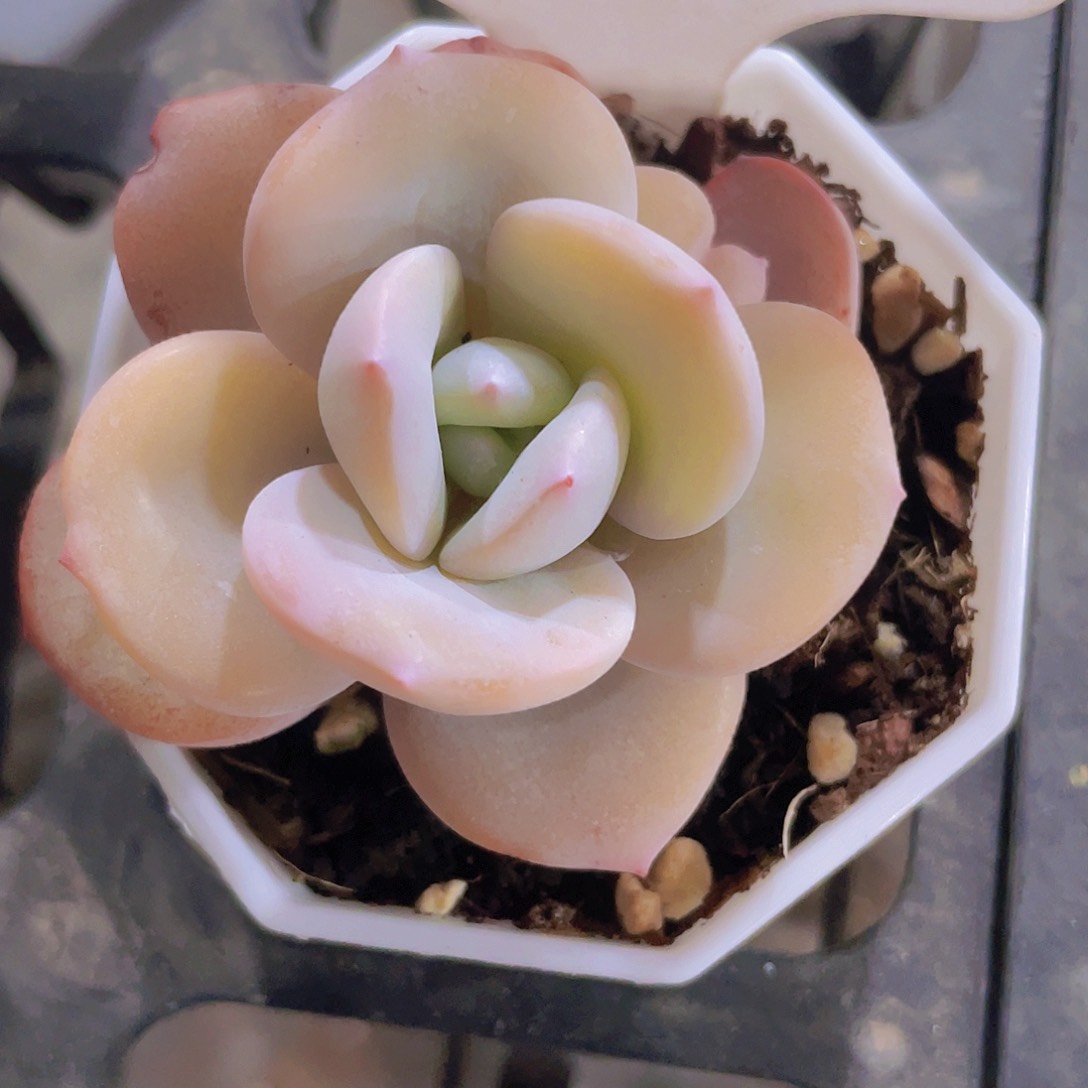 韩版奶茶a028一物一拍