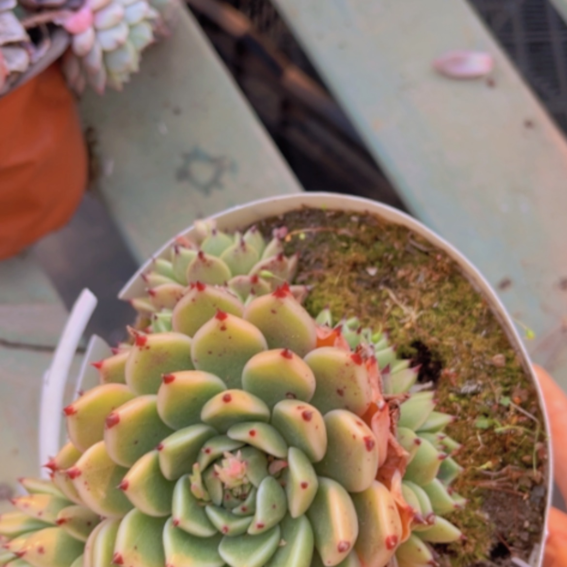 【闪购商品】万圣夜13239