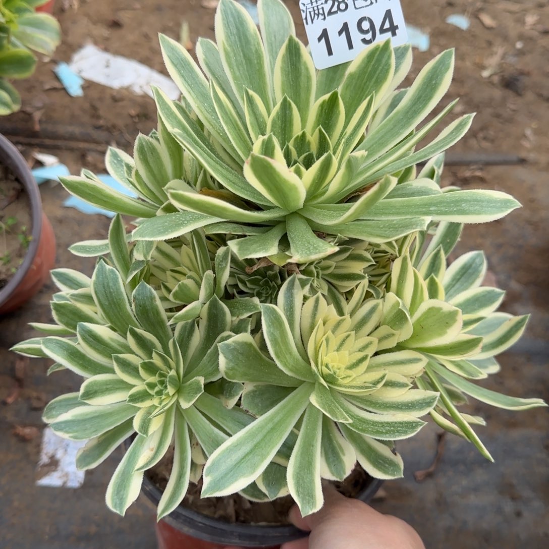 艳凝多肉1194满28包邮断枝不包