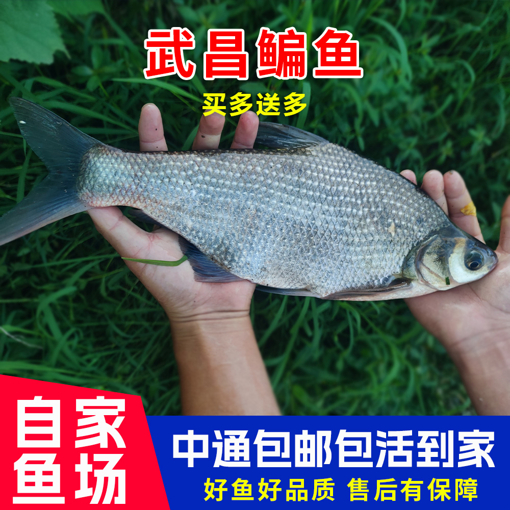 鳊鱼 武昌鱼 淡水食用观赏鱼 