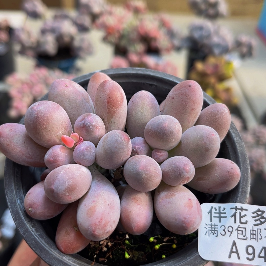 941/6cm汤圆奶酪多肉植物