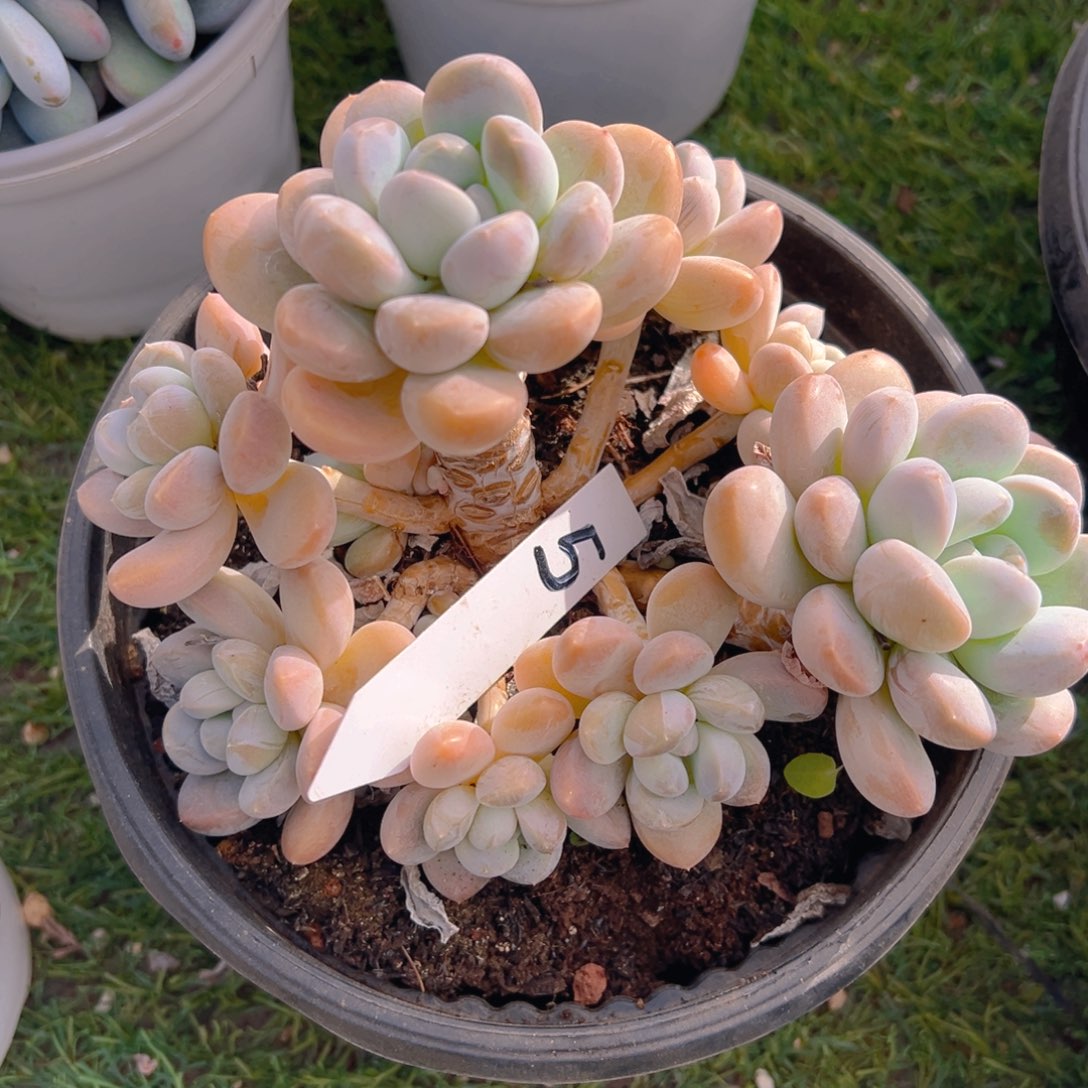 香玉等多种名贵的